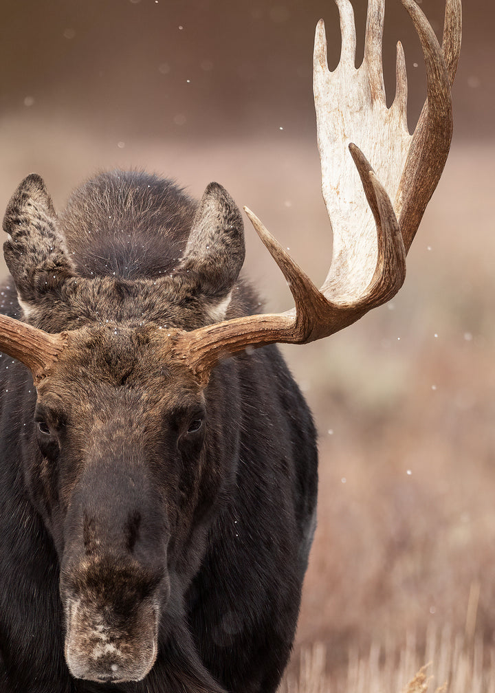 Ljuddämpande tavla - Moose Majesty
