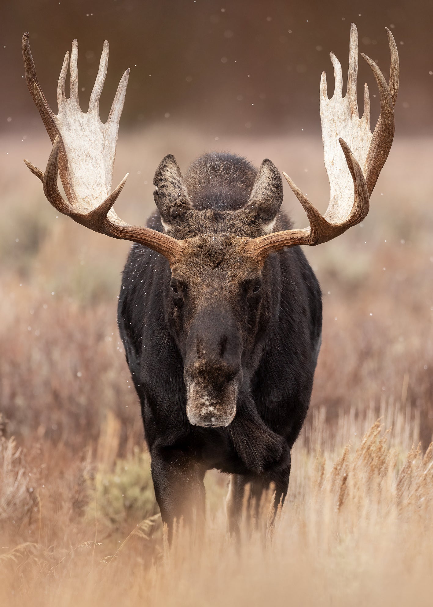 Ljuddämpande tavla - Moose Majesty