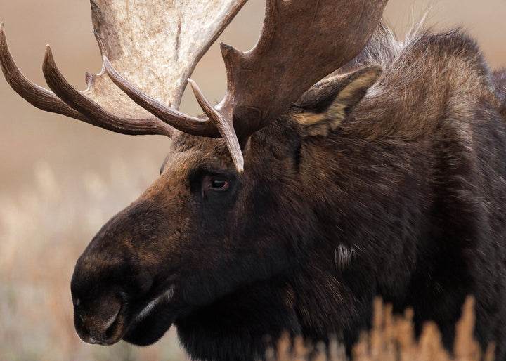 Ljuddämpande tavla - Grand Moose