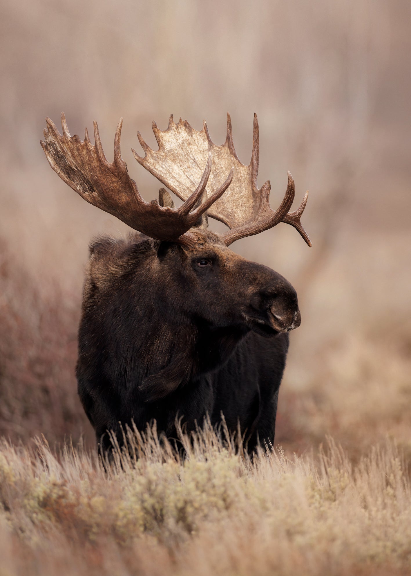 Ljuddämpande tavla - Moose Moment
