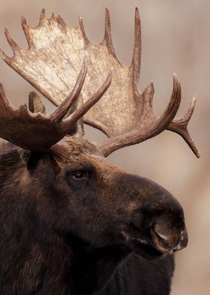 Ljuddämpande tavla - Moose Moment