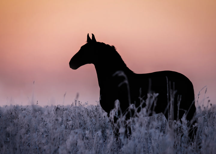 Ljuddämpande tavla - Sunset Gallop