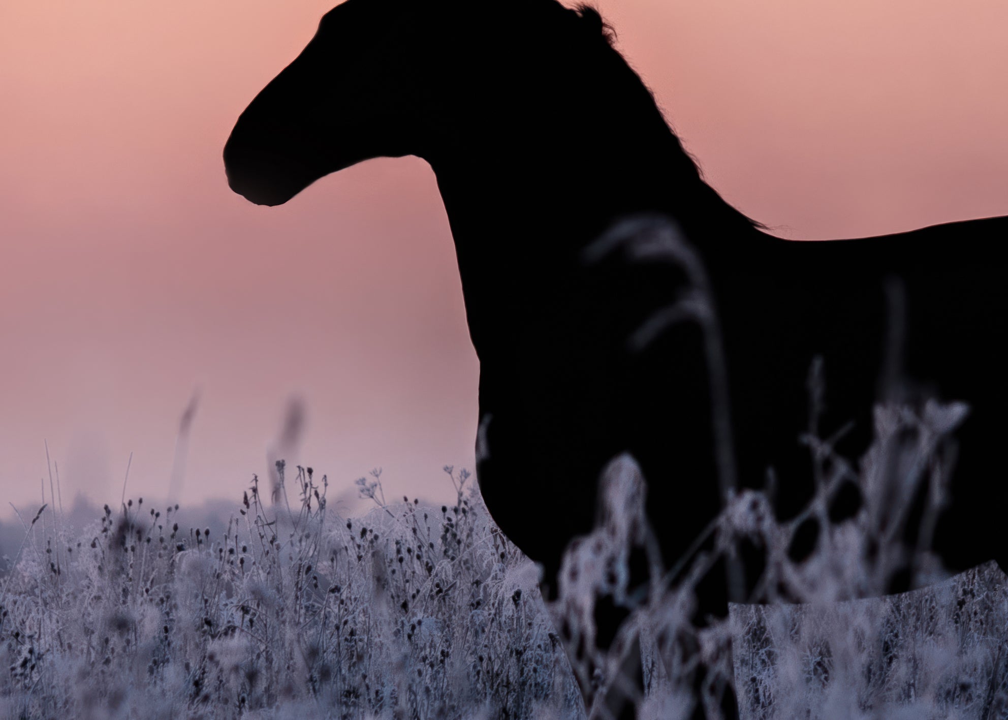 Ljuddämpande tavla - Sunset Gallop