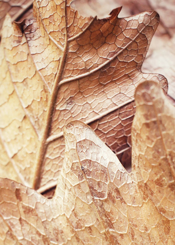 Ljuddämpande tavla - Leafscape
