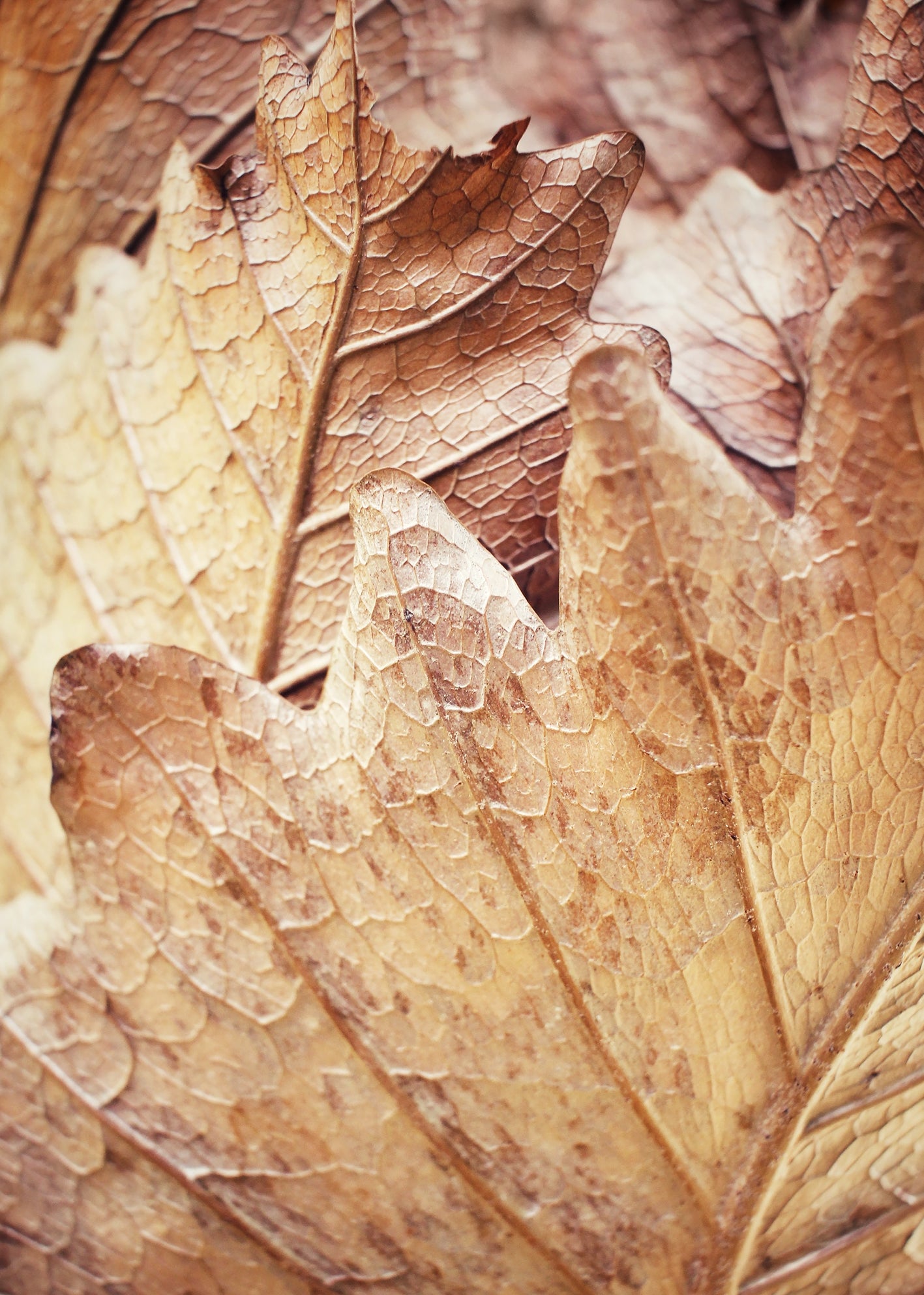 Ljuddämpande tavla - Leafscape