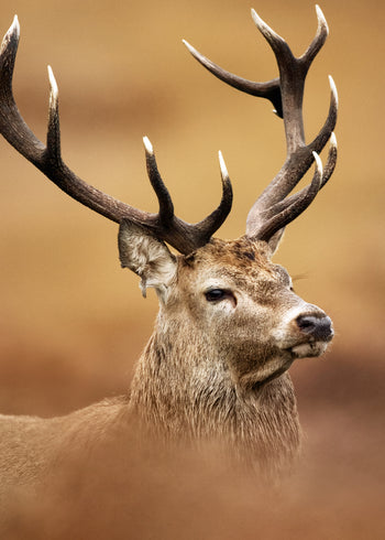 Ljuddämpande tavla - Deer Majesty