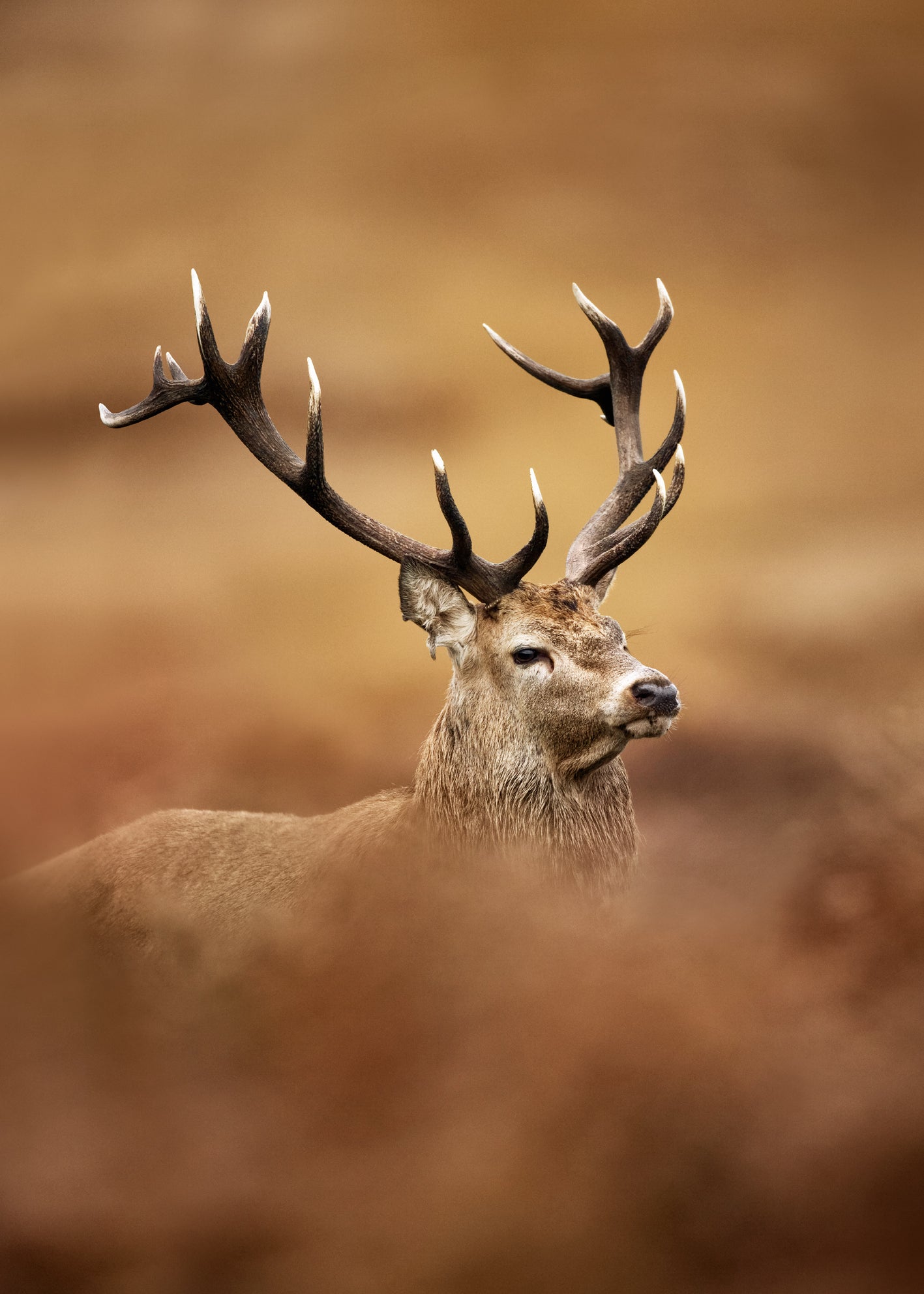 Ljuddämpande tavla - Deer Majesty