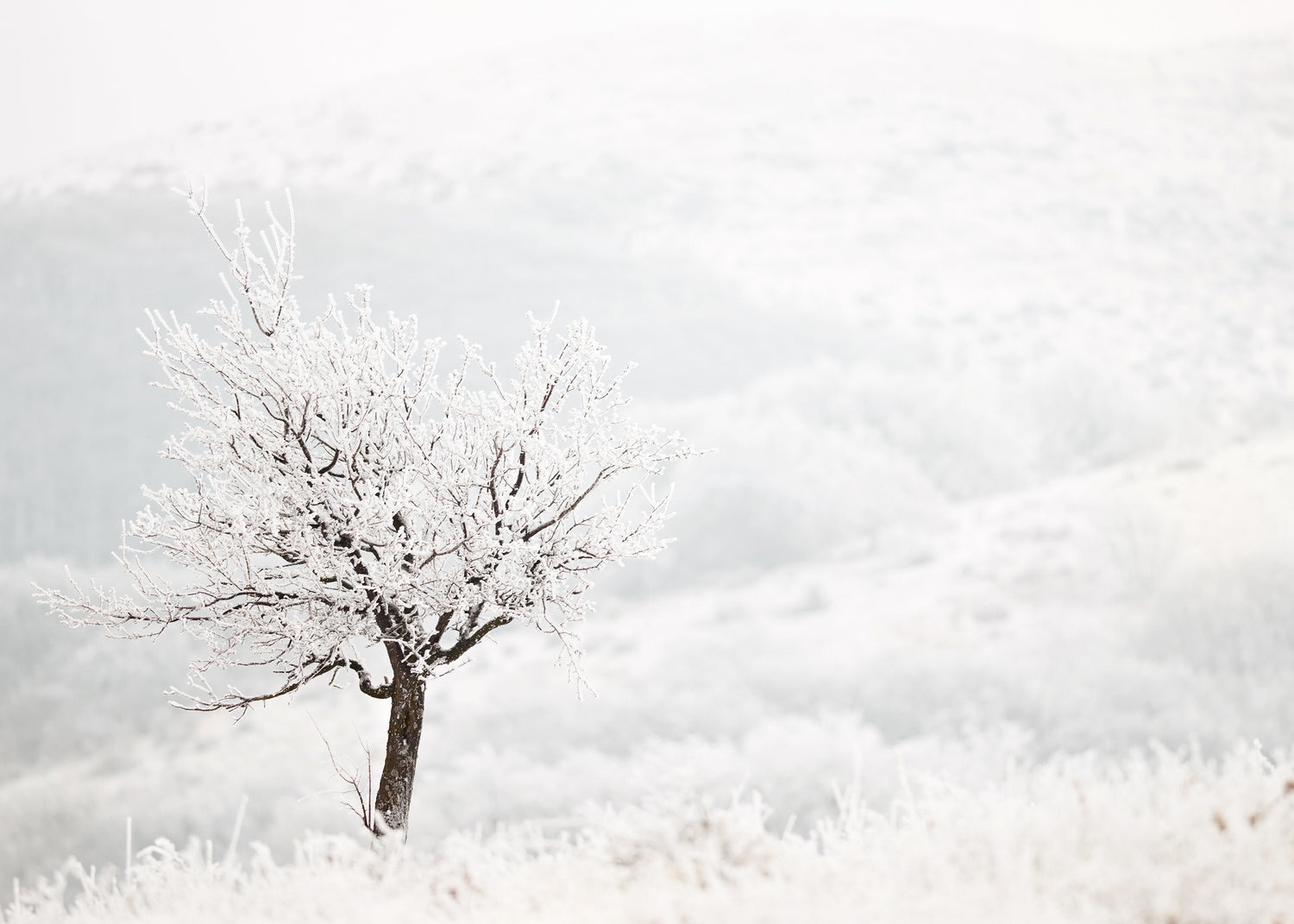 Ljuddämpande tavla - Frosty Tree