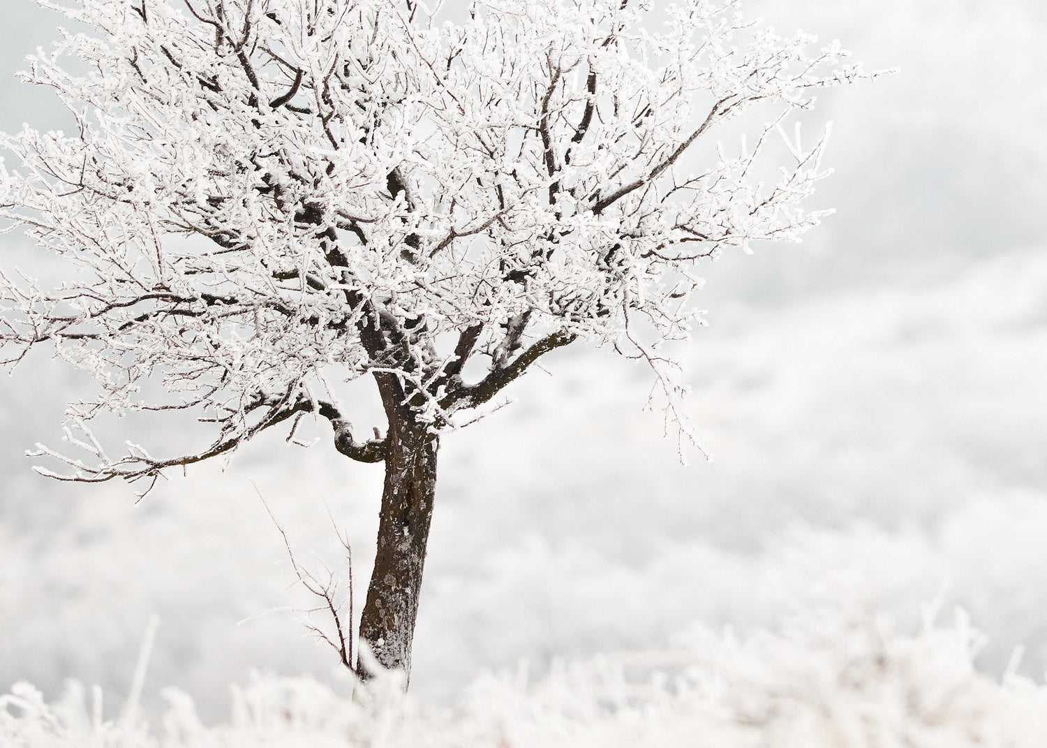 Ljuddämpande tavla - Frosty Tree