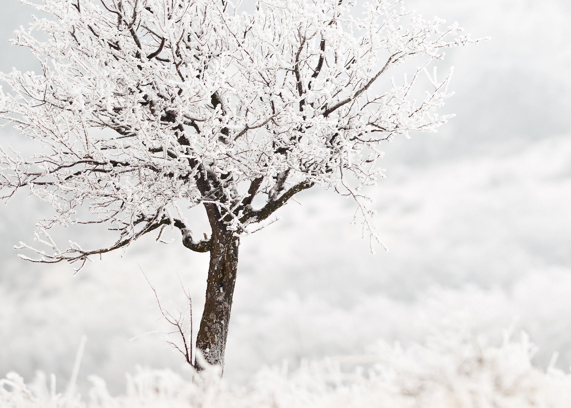 Ljuddämpande tavla - Frosty Tree