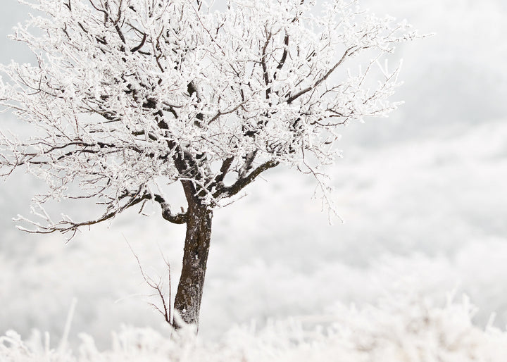 Ljuddämpande tavla - Frosty Tree