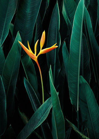 Ljuddämpande tavla - Tropical