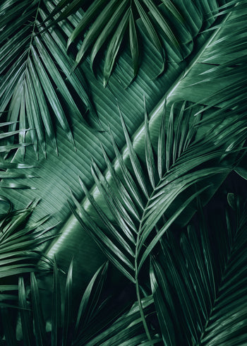 Ljuddämpande tavla - Exotic Leaves