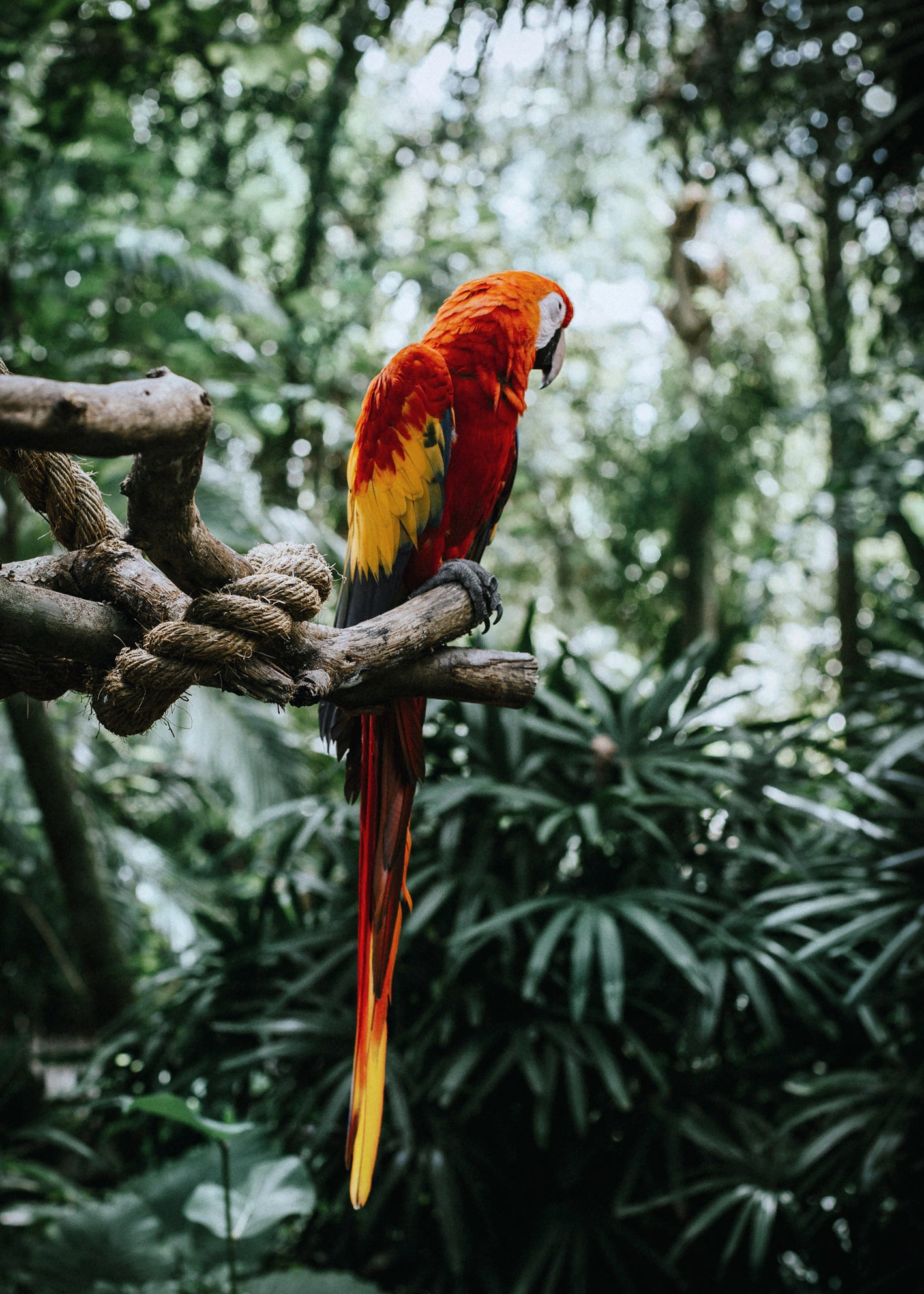 Ljuddämpande tavla - Parrot