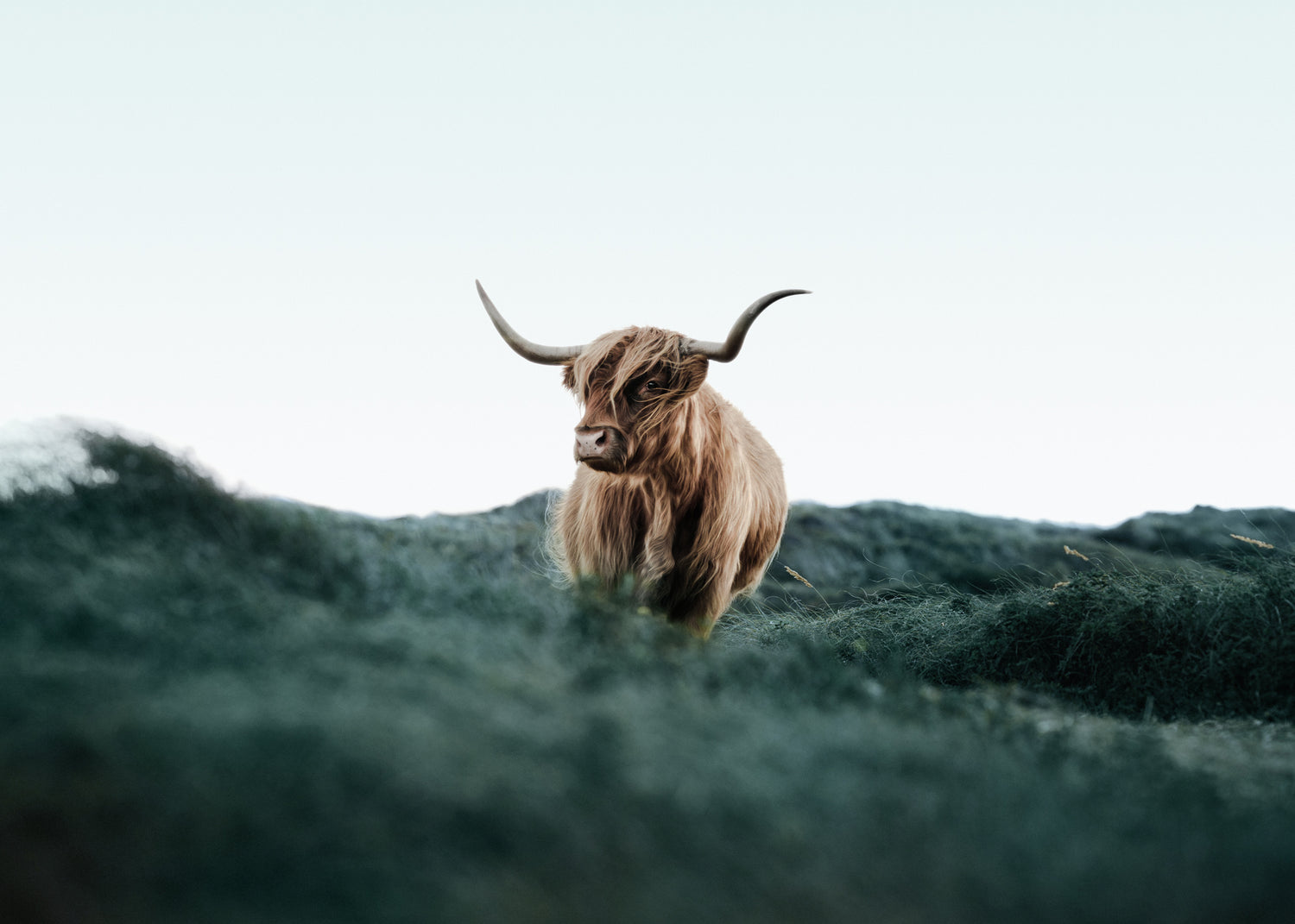 Ljuddämpande tavla - Cattle on Field