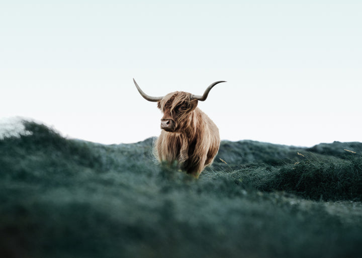 Ljuddämpande tavla - Cattle on Field