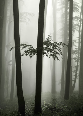 Ljuddämpande tavla - Beech Forest
