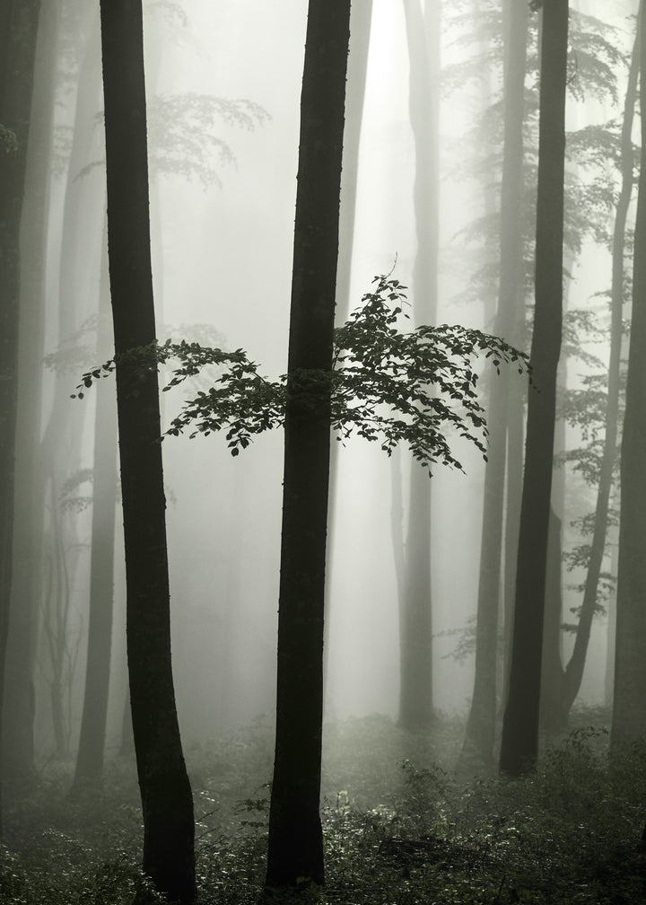 Ljuddämpande tavla - Beech Forest