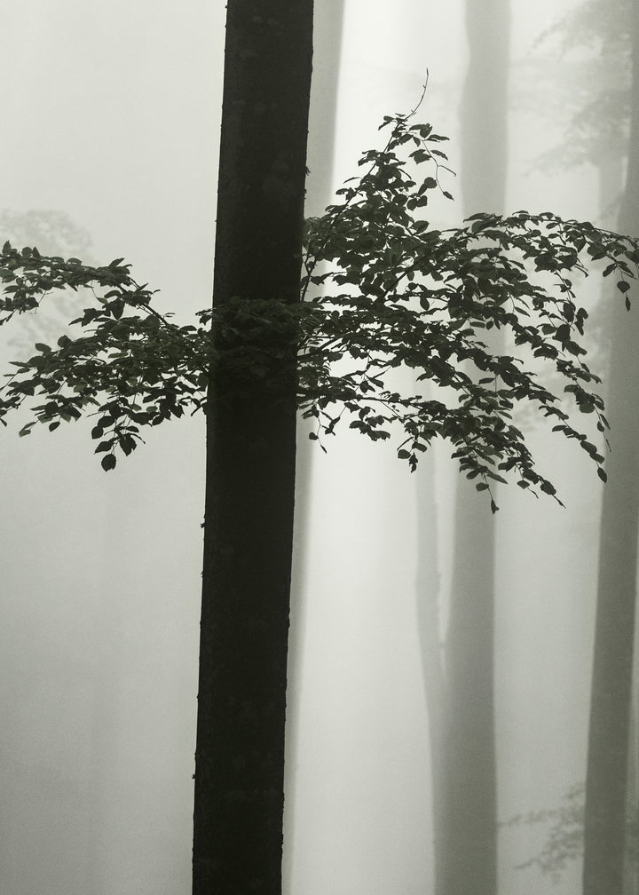 Ljuddämpande tavla - Beech Forest