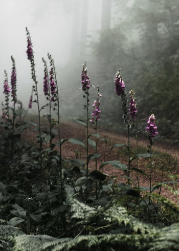 Ljuddämpande tavla - The Forest Path