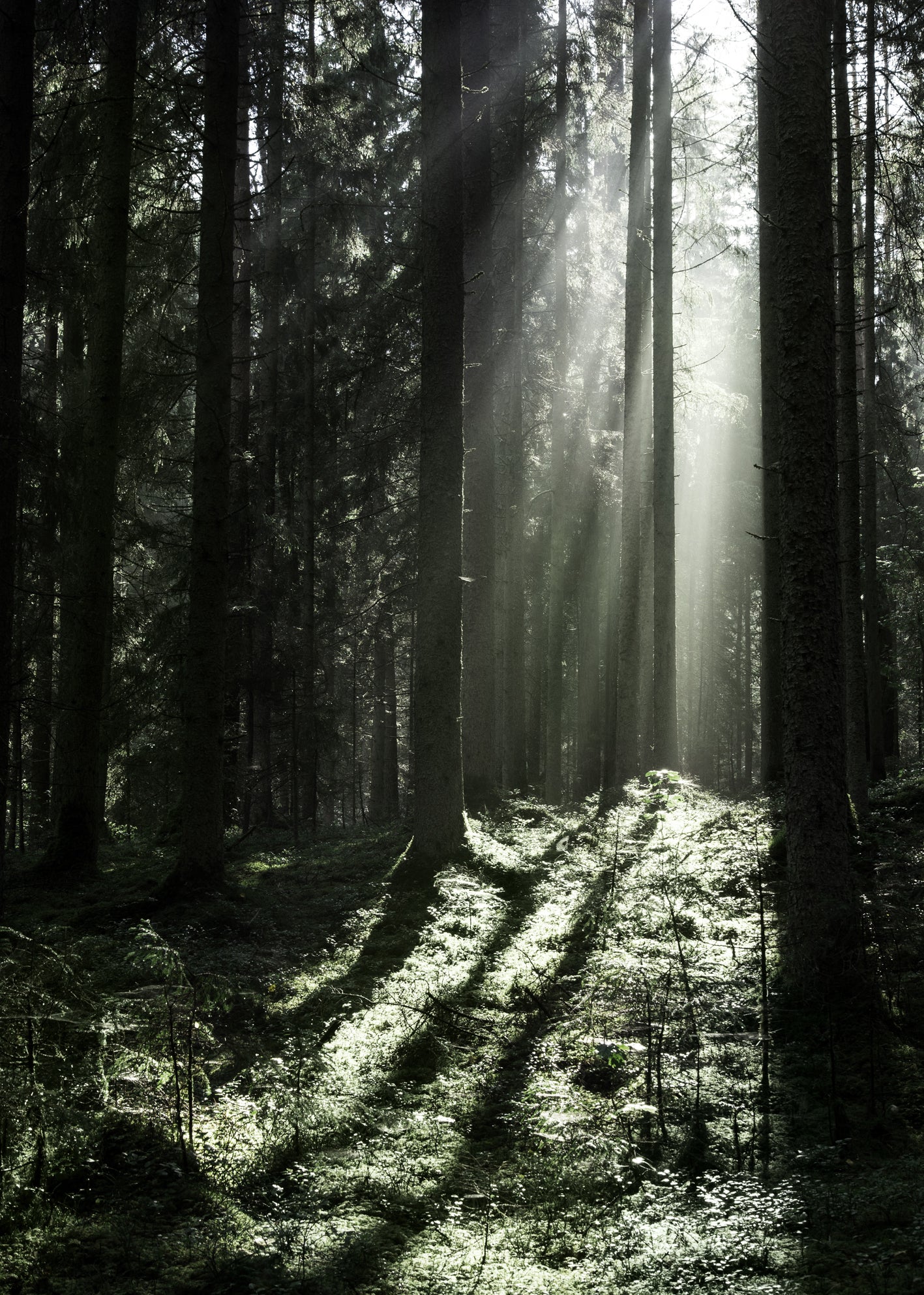 Ljuddämpande tavla - Sun Rays