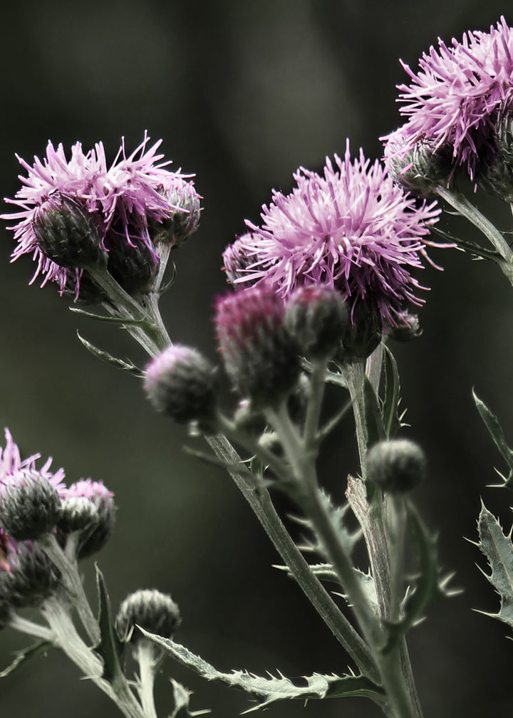 Ljuddämpande tavla - Thistles