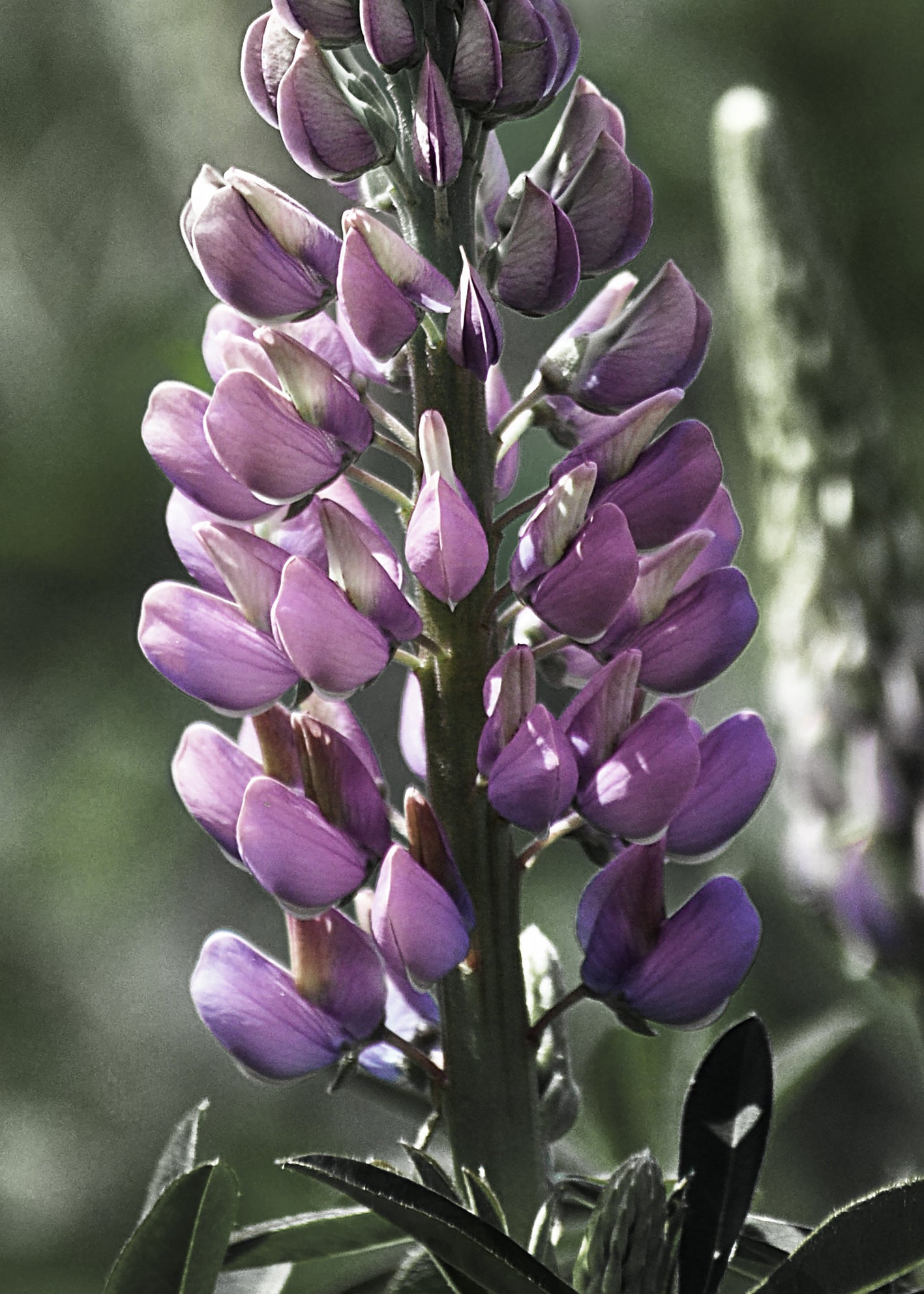 Ljuddämpande tavla - Lupine