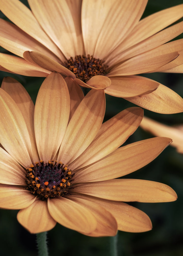 Ljuddämpande tavla - Marguerite Blossoms