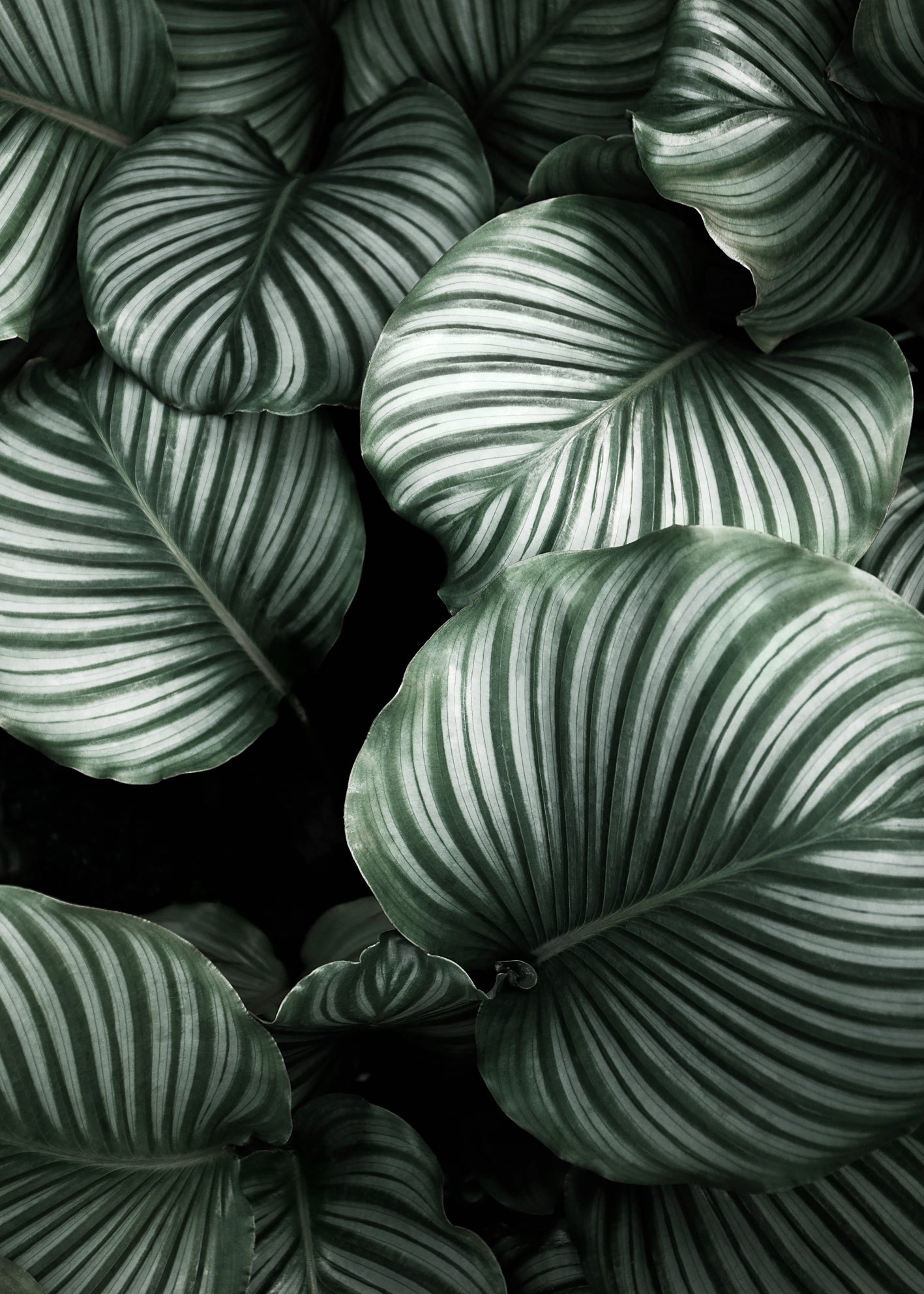 Ljuddämpande tavla - Green Leavs