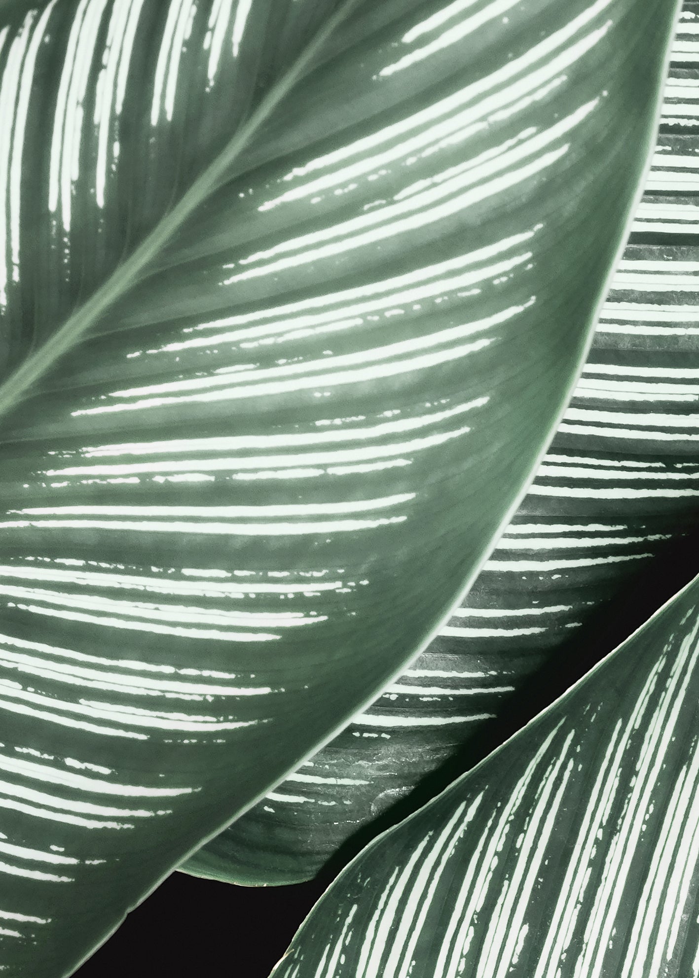 Ljuddämpande tavla - Green Leaf