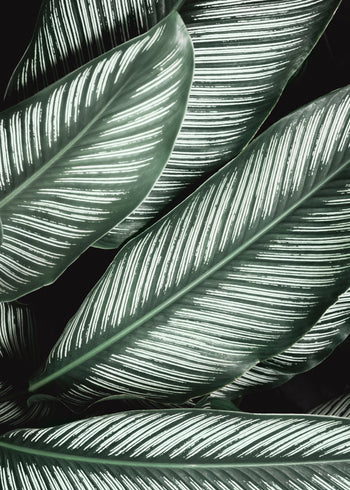 Ljuddämpande tavla - Green Leaf