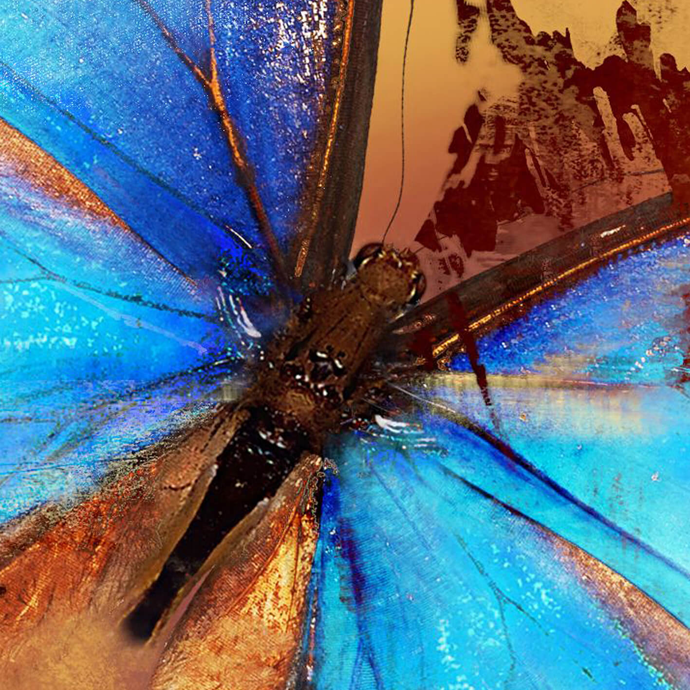 Canvastavla - Butterfly