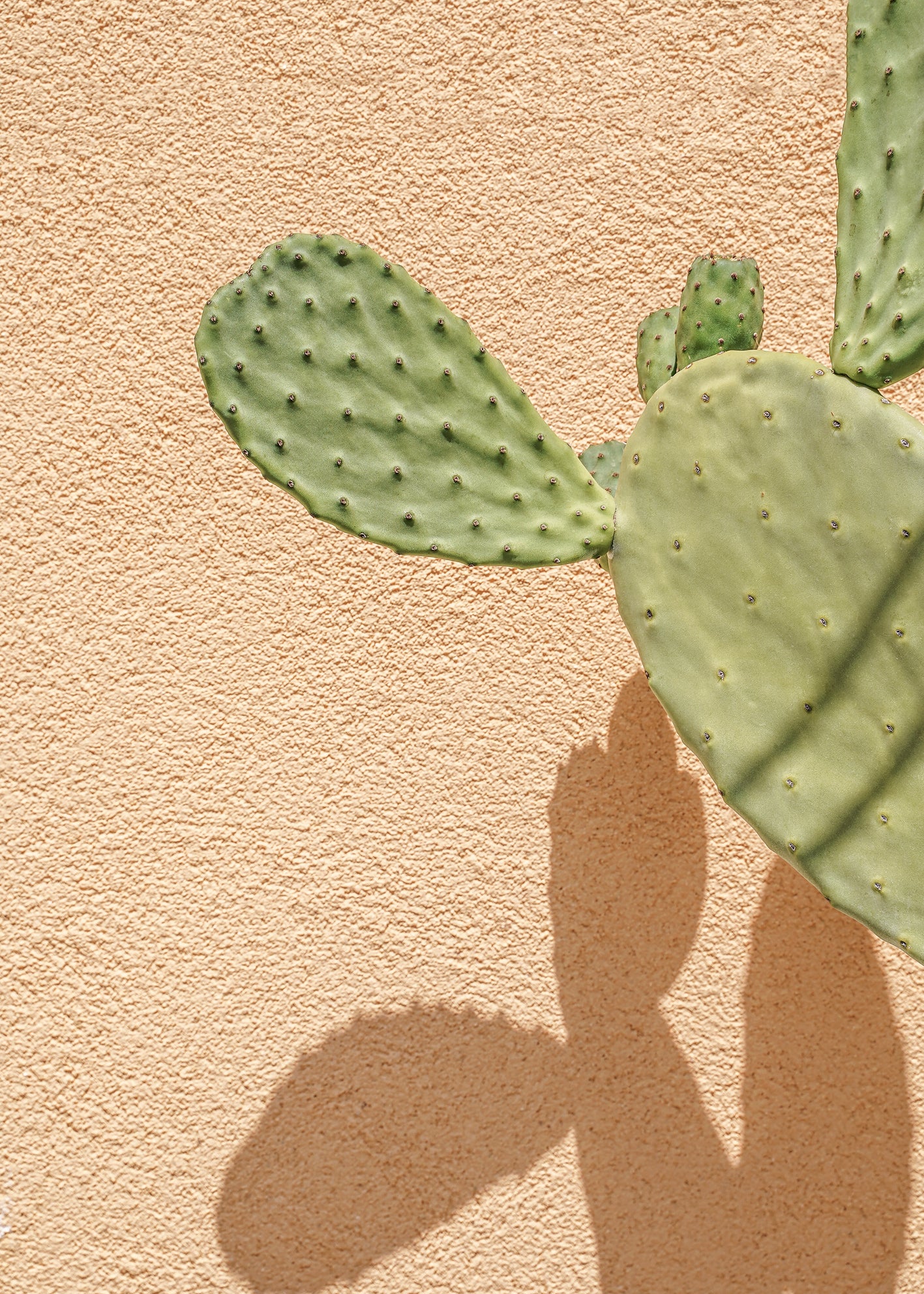 Ljuddämpande tavla - Cactus Shadow