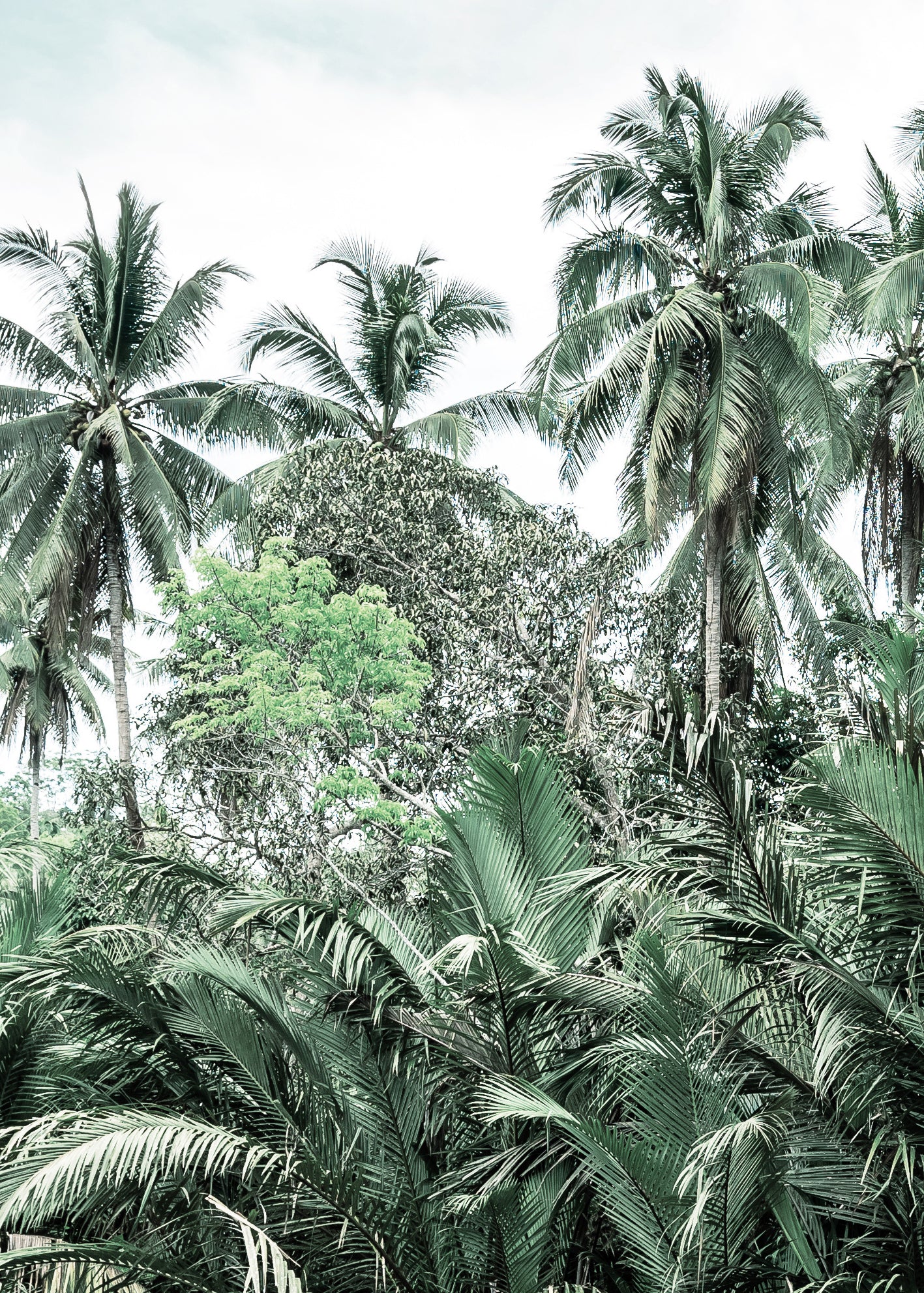 Canvastavla - Palms and Clouds (45X60)