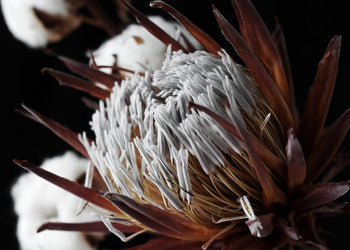 Canvastavla - Sugarbushes (70x100)