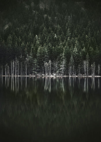 Ljuddämpande tavla  - Moody Forest