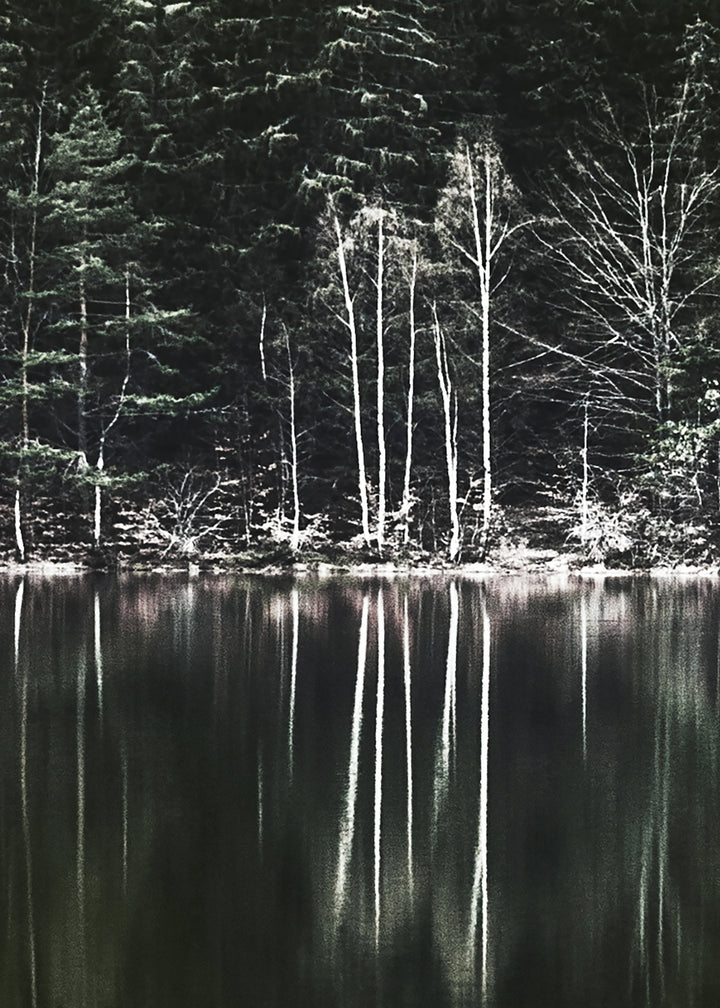 Ljuddämpande tavla  - Moody Forest