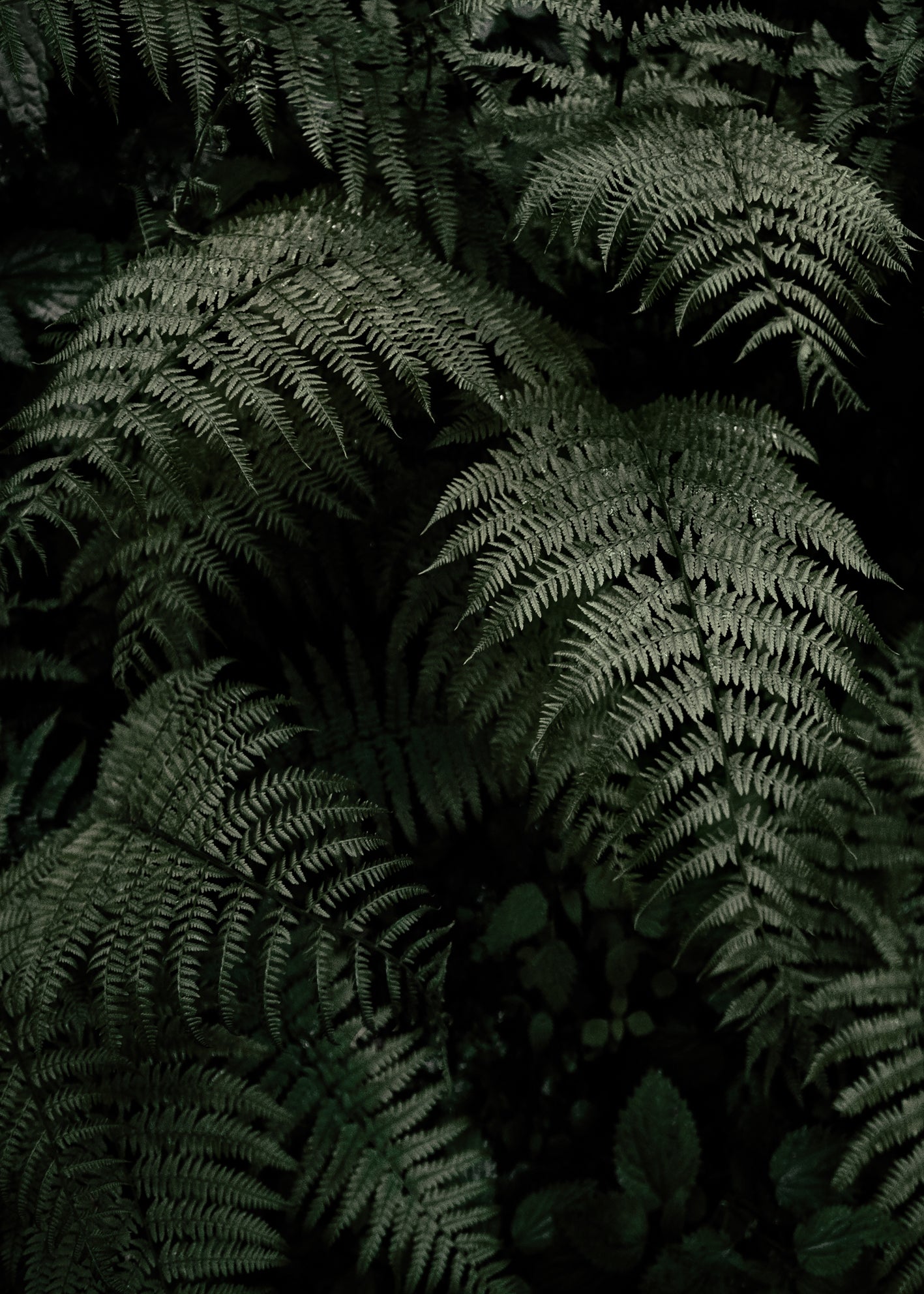 Ljuddämpande tavla - Fern Forest