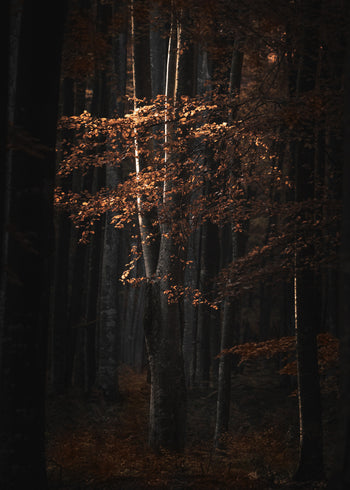 Ljuddämpande tavla  - Golden Tree
