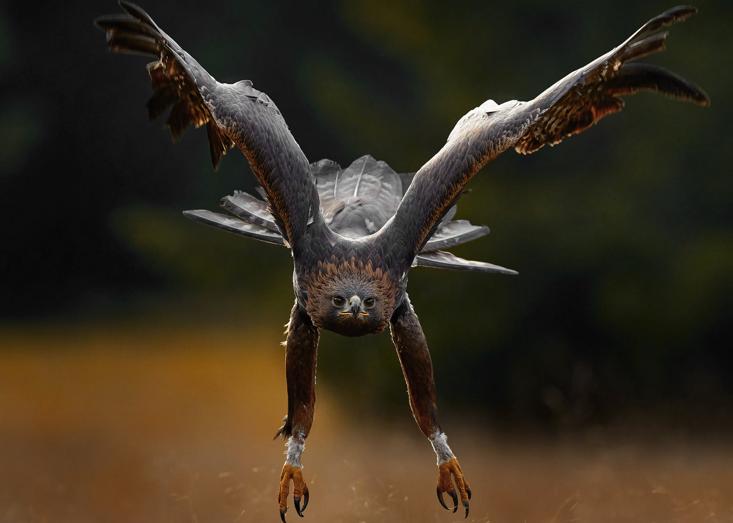 Ljuddämpande tavla - Wings of Power