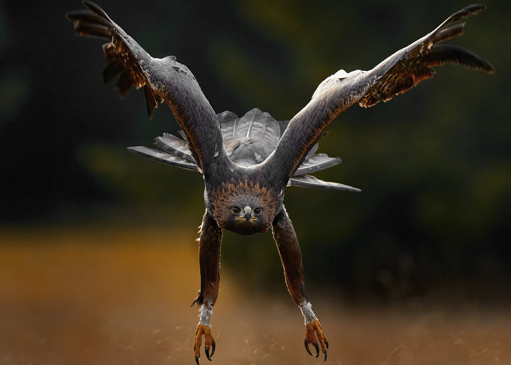 Ljuddämpande tavla - Wings of Power