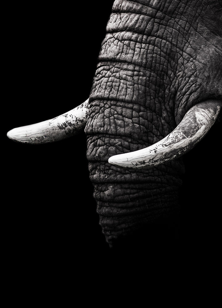 Canvastavla - The White Elephant