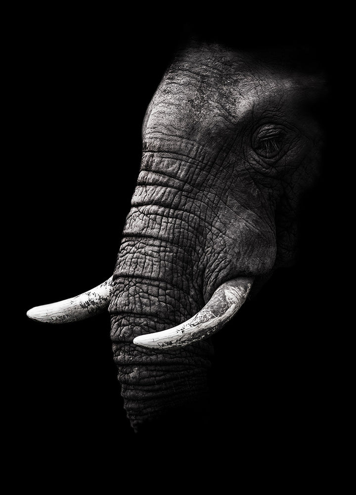 Canvastavla - The White Elephant