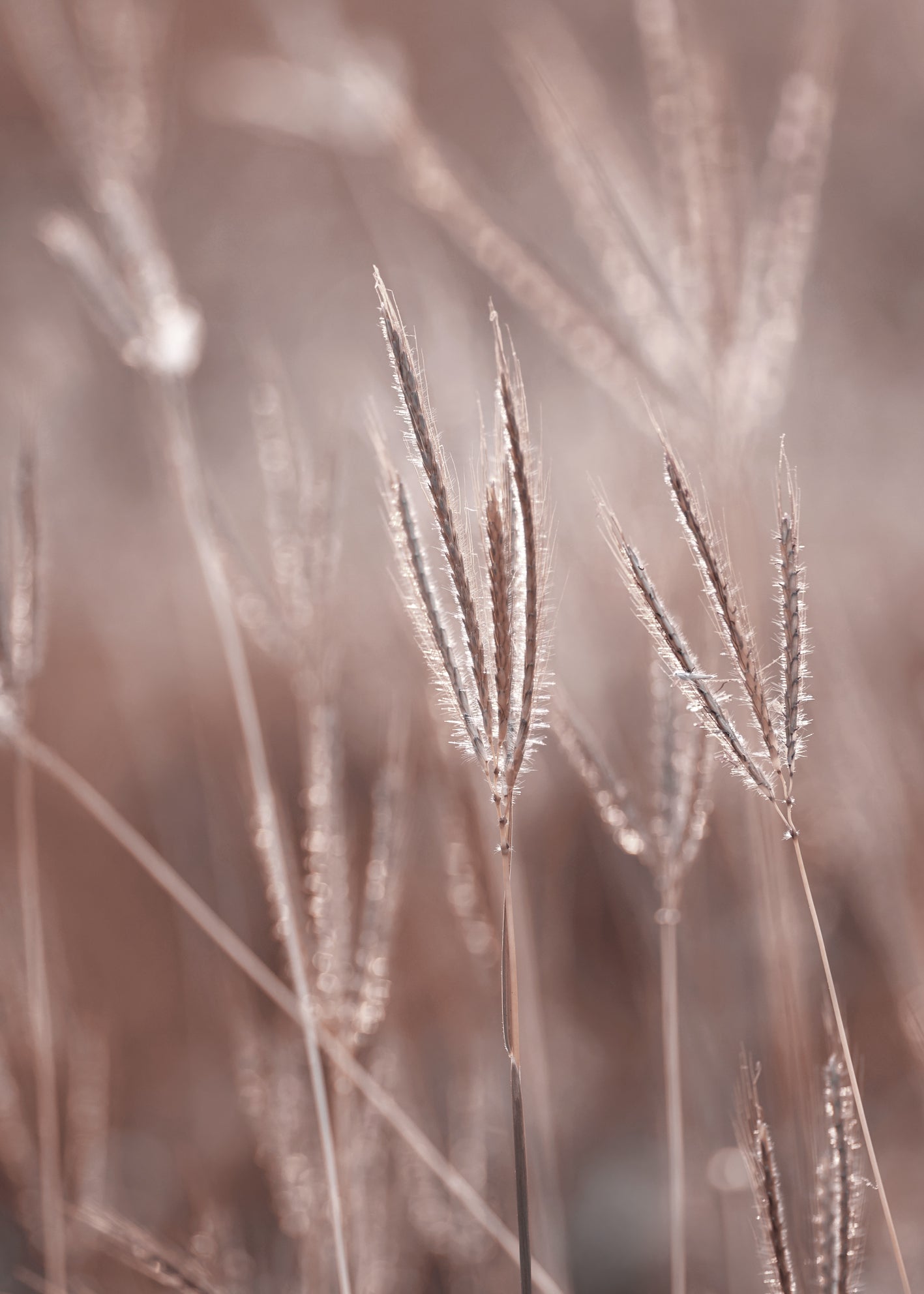 Canvastavla -  Nature symphony (50X70)