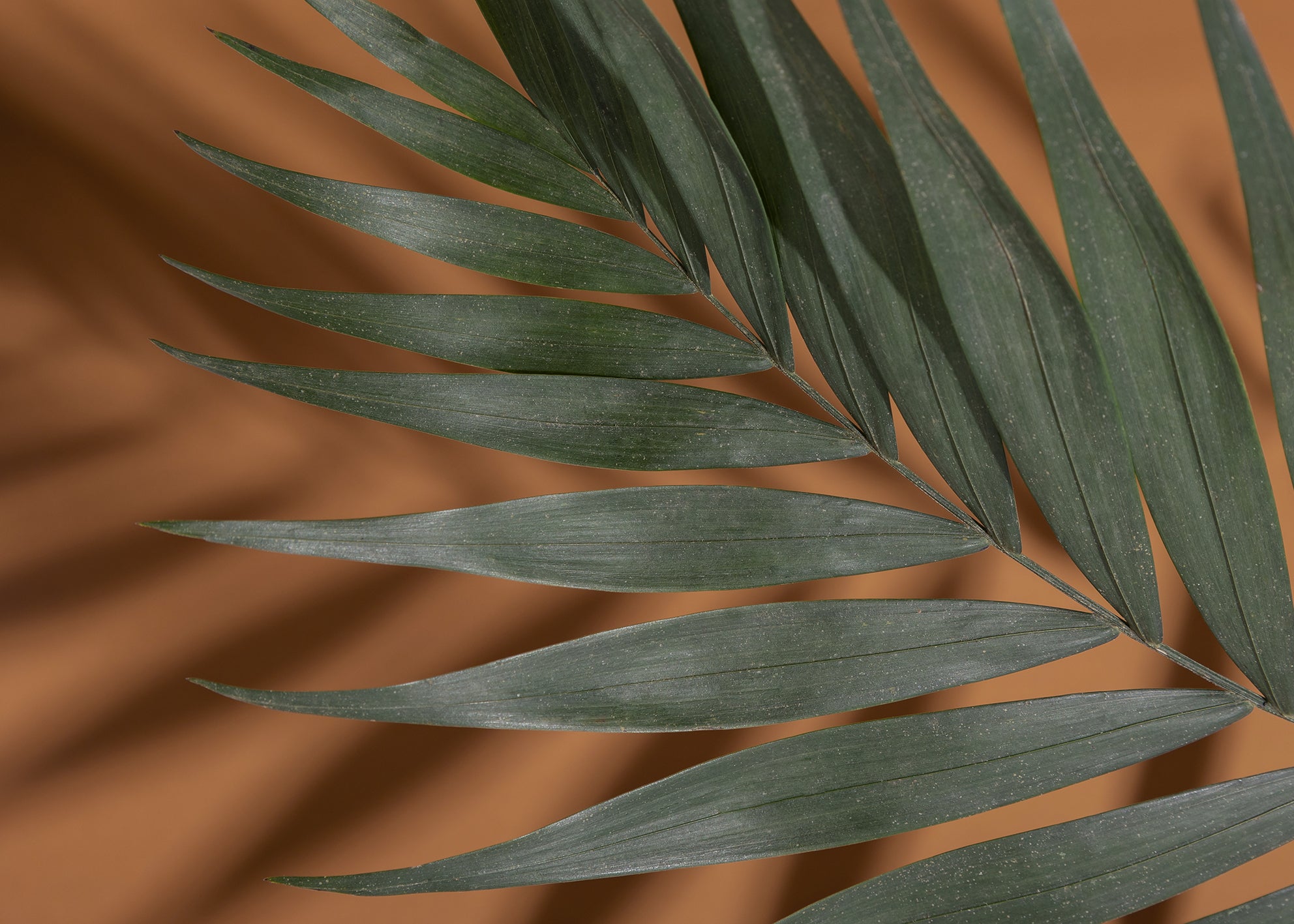 Canvastavla - Palm Shadows (50x70)
