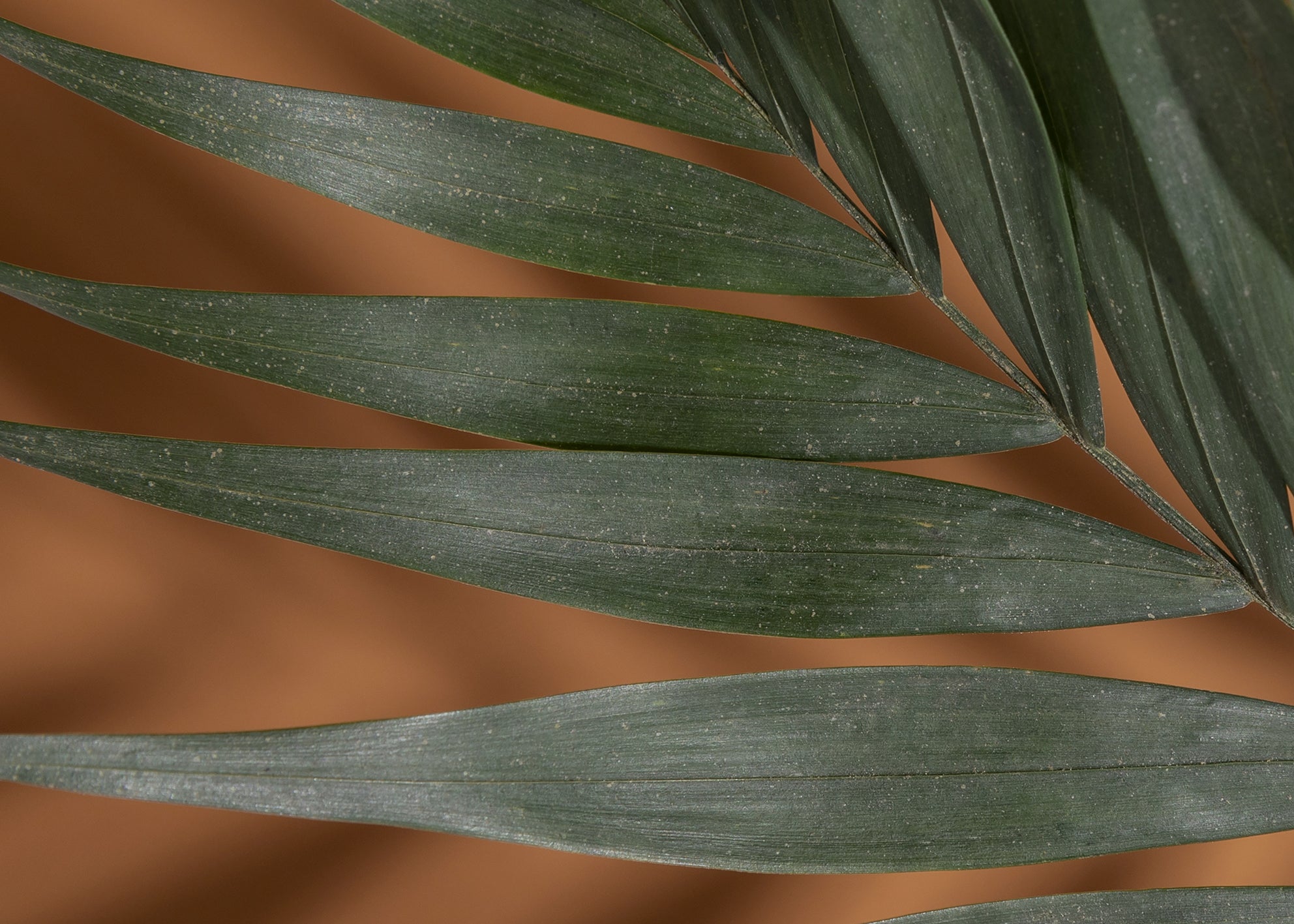 Canvastavla - Palm Shadows (50x70)