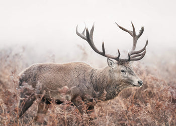 Ljuddämpande tavla - Guardian of the Mist