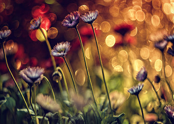 Canvastavla - Dandelions