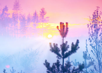 Canvastavla - Sunrise in Forest (70x100)