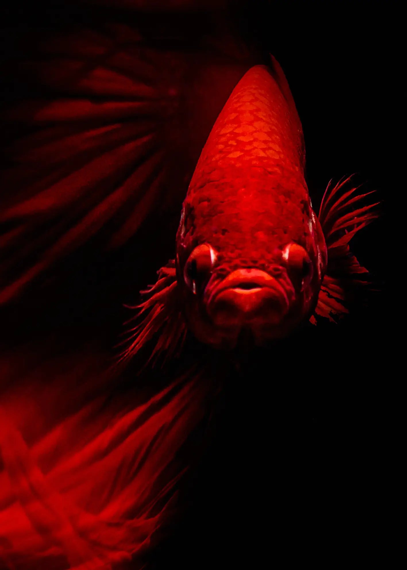 Ljuddämpande tavla - The Red Whisper